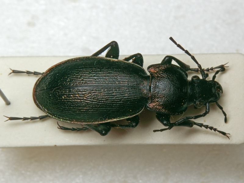 Carabus